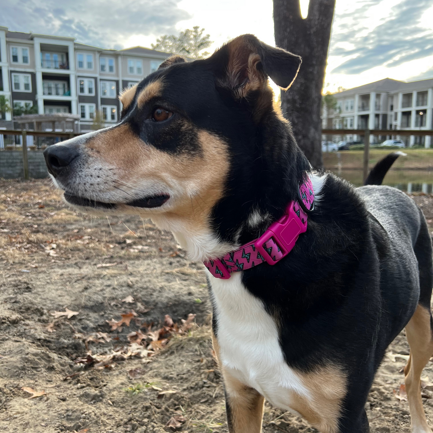 Lightning Bolts Collar