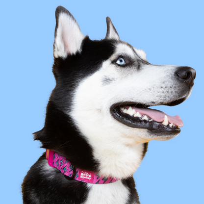 Lightning Bolts Collar